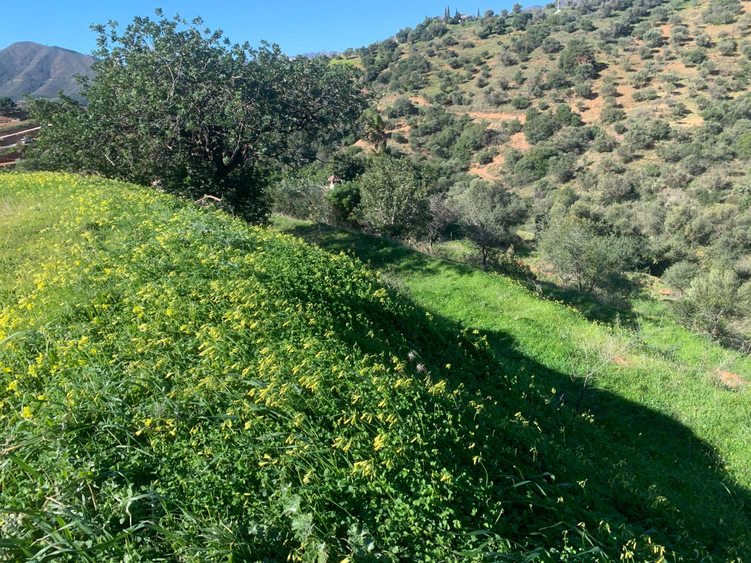 9.597 m2 Parcela con permiso de casa aperos , deposito de riego y vallado actual.